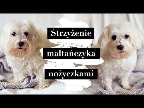 Maltese Home Grooming - with a scissors