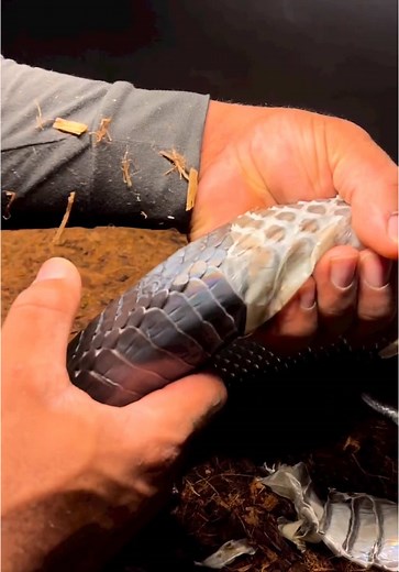 Immerse Yourself in Snake ASMR Experience