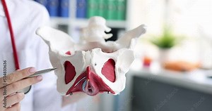 Doctor holds skeletal model of human pelvis
