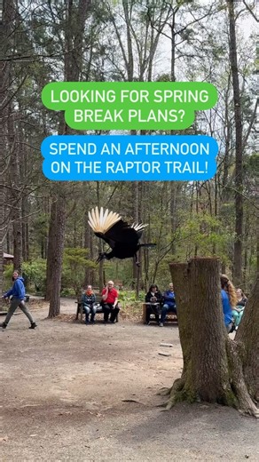 PLAN YOUR VISIT 👇 📅 Open 7 days a week ⏰ 10 AM to 4 PM 🦅 3/4 mile zoo featuring birds of prey 🦉 30 birds from all over the world 🎤 Programs Wednesday - Sunday at 11 AM, 1 PM, and 2:30 PM (included in admission!) Happy Spring Break, Charlotte! We can’t wait to see you on the Raptor Trail this week!! Need more details on how to plan a visit? Check our website for the latest info! | Carolina Raptor Center