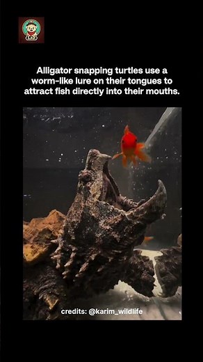 Alligator snapping turtle use a worm-like lure on its tongue to attract fish