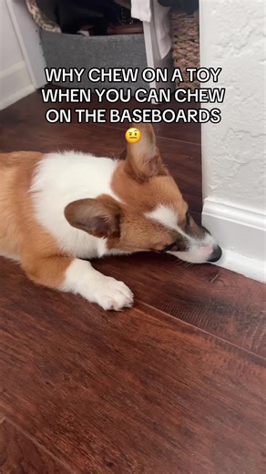 Corgi's Chew Toy Mishap: Choosing the Right Dog Toys