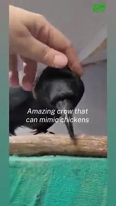 Do us a favor 😁, play this video for friends or family with their eyes closed and ask them to guess what animal is making these sounds! Maybe suggest a friendly $5 wager that they won’t be able to get the answer on their first try 😌. Like parrots—the more commonly-known mimicry experts—crows are also great impersonators and can copy the noises of other birds, animals, and people. Ace has spent a lot of the time at the rescue because of a wing injury and human imprinting that would negatively i