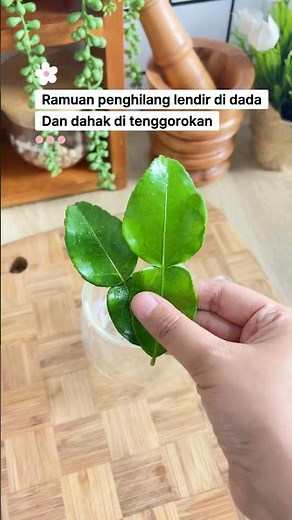 Resep penghilang dahak dan lendir #healthy #herbs #herbal #herbalmedicine #jsr