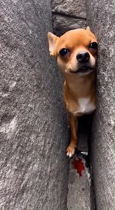 Witness this tense moment as a small chihuahua is discovered trapped between huge rocks high up in the mountains. The dog's cries are chilling, and the sight of a red stain nearby raises immediate concerns about its condition. This little survivor needs assistance! This video highlights the dangers pets can face in the wilderness and the incredible resilience of animals. | Chihuahua Care Stories