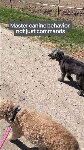 Inside a Dog Trainer Certification