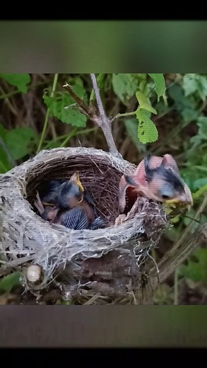 Daring Birdie Escape - A Close Call! | Baby Bird Bites
