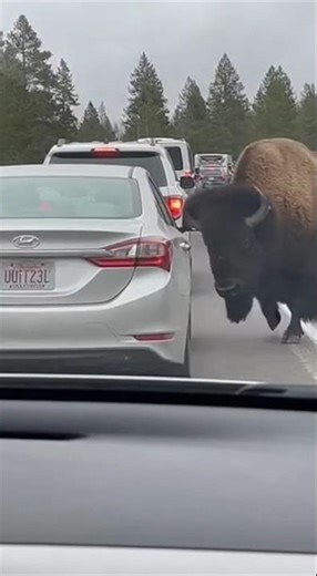 Angry Bison Rams Tourist Car in Yellowstone Traffic! 🦬🚗 #Shorts