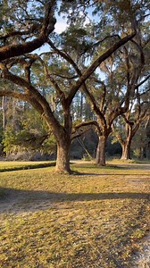 The Wormsloe State Historic Site, originally known as Wormsloe Plantation, is a state historic site near Savannah, Georgia, in the southeastern United States. The site consists of 822 acres (3.33 km2), protecting part of what was once the Wormsloe Plantation, a large estate established by one of the founders of colonial Georgia, Noble Jones. The site includes a 1.5-mile (2.4 km) dirt road lined with southern live oaks, the ruins of a small house with fortified walls built of tabby, a museum, and