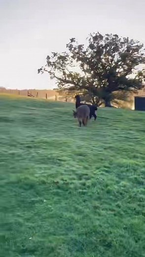 No fuss joining our happy gang | Happy Donkey Hill