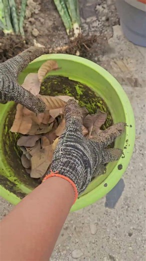 Snake Plant Divide & Multiply #snakeplant #propagation #gardening #terracegarden #balconygarden #tip