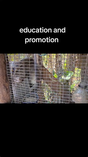 Rabbit Farming: A Profitable Business Opportunity