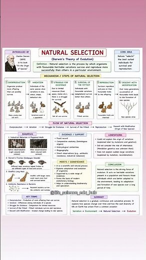 Natural Selection Explained | Darwin's Theory of Evolution | Complete Flowchart Notes |