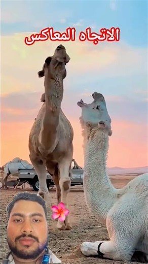 #ترند #animals #كامري #camel #highlights #support #trendingshorts ‪@taukirkhanoffic79‬