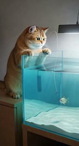 This Cat Isn’t Hunting — It’s Fishing Like a Pro! 🎣 You Won’t Believe the Focus! #shorts #funny #cat