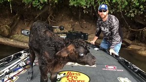 93K views · 1.2K reactions | On a Mossy Oak Fishing trip last week, Pro Angler Ott DeFoe and Mossy Oak's Walt Gabbard saved a lost and stranded cow on the bank of the river! This calf's mother was stranded further down the river, and we were able to reunite them and return to safety! Mossy Oak GameKeepers | Mossy Oak | Facebook