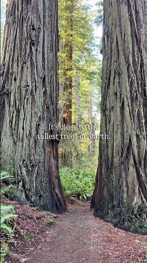 The Most Enchanting AirBnb in California.