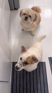 Polly and Bella. 🐶❤️ | Baby Cali