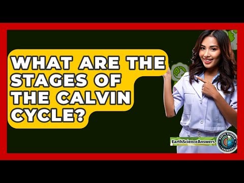What Are The Stages Of The Calvin Cycle? - Earth Science Answers