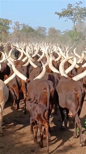 মুরসি আদিবাসীর গরুর শিং কেন এতো লম্বা হয়? 7-Foot Horned Cattle