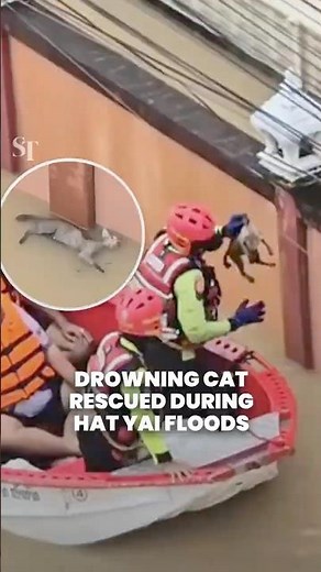 Drowning cat saved by rescuers in flood-stricken southern Thailand