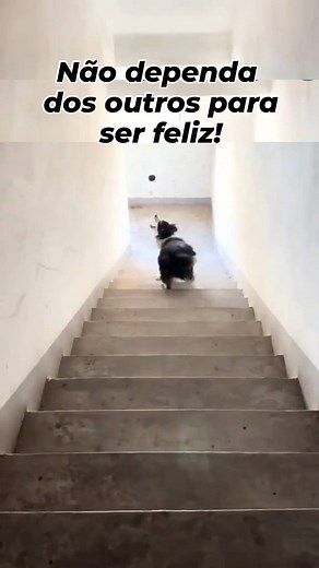 Pastor Melqui on Instagram: "LIÇÃO DO DOGUINHO."