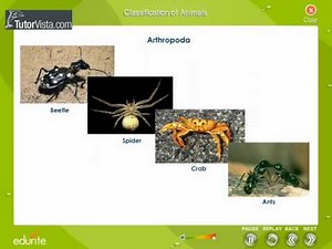 Classifications of Animals