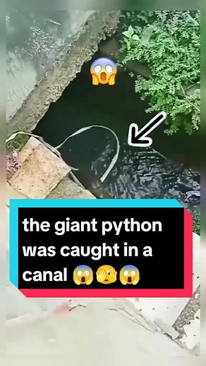 Giant Python Caught in Canal - Largest Snake Discovery 2024