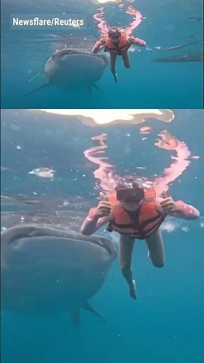WATCH: Massive whale shark nudges swimmer in underwater footage #shorts #viral #foxnews