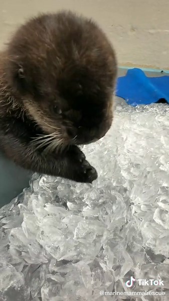 Rescued baby otter Joey LOVES ice. Like, he REALLY loves it. Here's proof. #cuteanimals #otters #seaotter