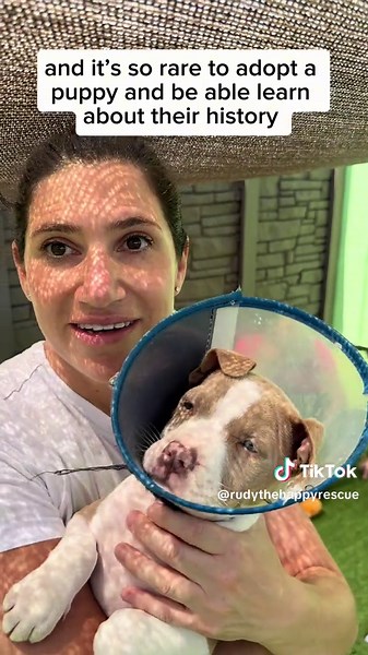 Rudy and a pregnant Maria were found on Christmas Eve in Miami. Three months later, Rudy’s puppies have all been adopted (😭❤️) from @Big Dog Ranch Rescue — their names all started with “Dr.” Rudy and @shelterdogstails would LOVE to connect with the families who brought them home and share more about their journey, their dad, and even their grandparents 🥹 Staying in touch would mean so much. If you adopted one, or know someone who did please comment or send me a message 💌 sharing this would me