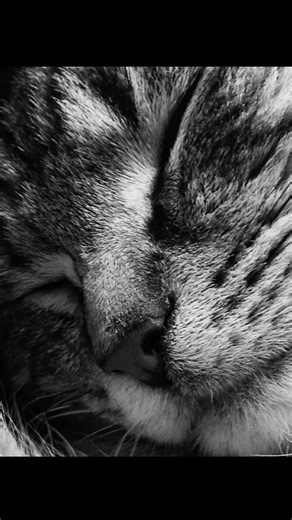 Unlocking the Secret GPS of Cats! 🐾