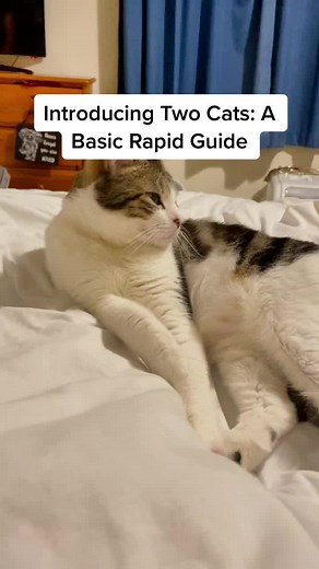 Alpha & Lena | Cats on TikTok