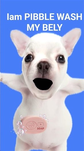 it had been blowing up #cute #pibble