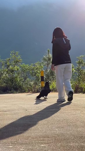 Crow core #funnyvideos #petsoftiktok #fyp #animals #crow