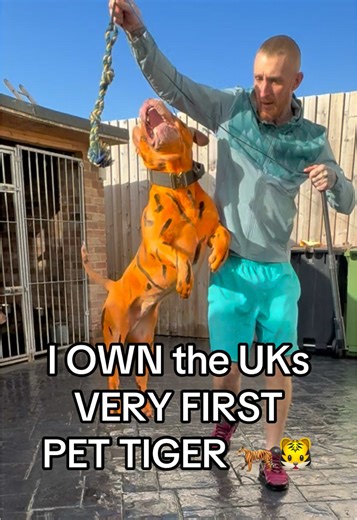 Discover the UK's First Pet Tiger Experience