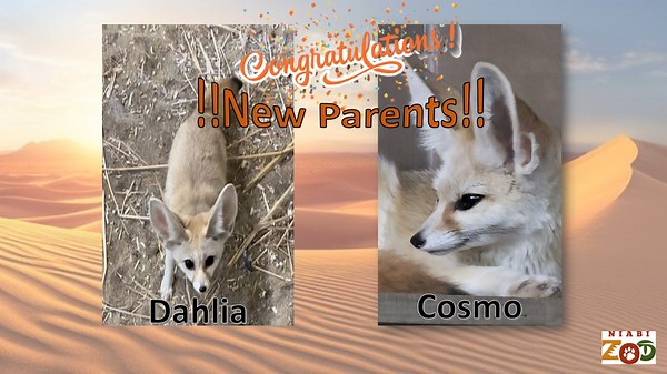 Niabi Zoo, Coal Valley, announces births of four Fennec Foxes (see the babies here)