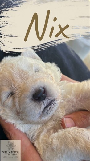Purebred Maremma Sheepdog Puppies | 2 Weeks Old | Eyes Opening & Early Development