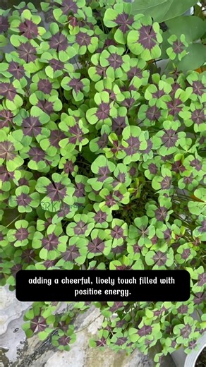 Iron Cross Shamrock | Dodo Garden