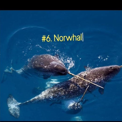 Top 10 Strangest Animals You Won’t Believe Exist.