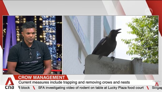 NParks to resume crow shooting from second half of March 2026