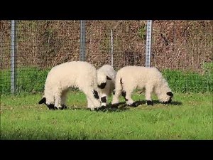 Valley Blacknose Sheep Lamb [Roseberry Tawada] March 29, 2023