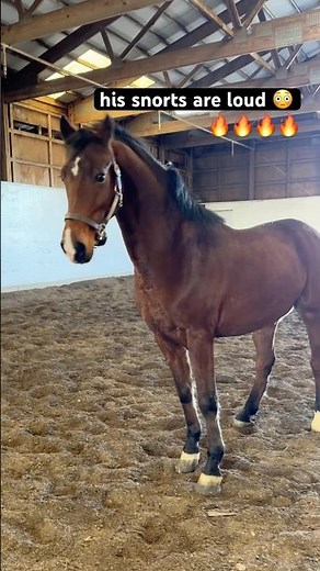 Horse Snorting Loudly In The Arena 🔥🐎 #shorts
