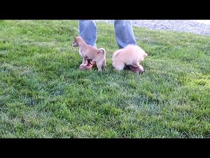 Pomchi Puppies For Sale