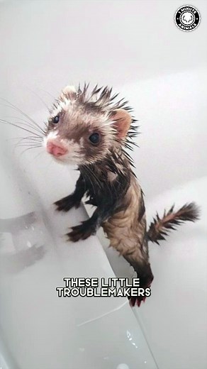 Ferret 🐾 The PLAYFUL Little Thief! These curious pets love to explore, steal socks, and squeeze into any space they find. They’re smart, social, and full of energy — like tiny, furry comedians. You won’t believe how much personality fits in one ferret! #wildlife #nature #animalfacts #animalvideos | 1 Minute Animals