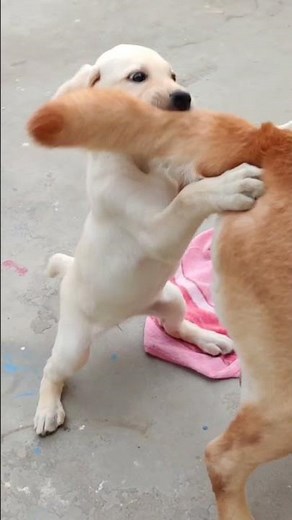 Dogs funny talking video..😂😂