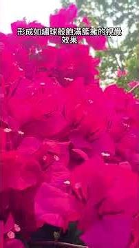 Bougainvillea's most attractive feature is its flowers. #RainforestOldClimb