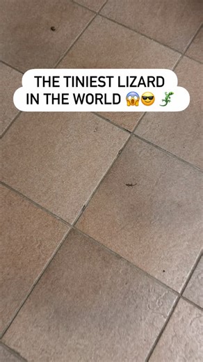 Tiniest lizard in the world 🤩 check it out!! Baby lizard / iguana in Curacao Small and fast creature.. Guinness book of records #travelfordoctors #curacao #lizard #guinnessbookofrecords #reptile #travel #travelblogger #followme #doctortravel #travelguide #travelguide #instatravel #lizardofinstagram #fast #fastest #tiny #tiniest #animal #reptiles #jurassicpark #guinnesworldrecord #checkitout #unbelievable #amazing #viralreels❤️ #viralvideos | Travelfordoctors