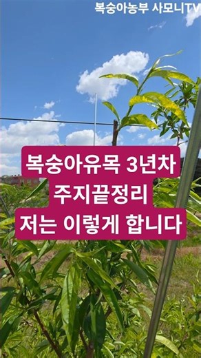 복숭아유목 3년차 주지끝정리 저는 이렇게 합니다. ‪@사모니‬ #shorts
