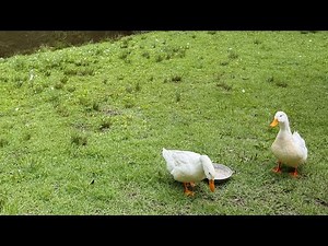 [playlist] wave to earth 노래로 재워드립니다 l 조용한 일렉기타 (cover)